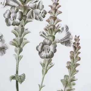 Essence Of Botanical Wall Art