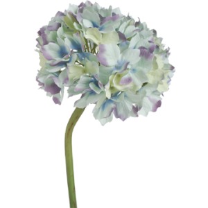 Blue Tinged Hydrangea Stem D