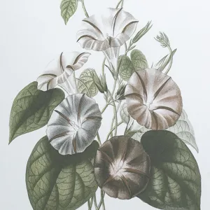 Essence Of Botanical Wall Art