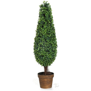 3' BOXWOOD TREE