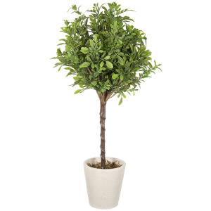 BOXWOOD TOPIARY