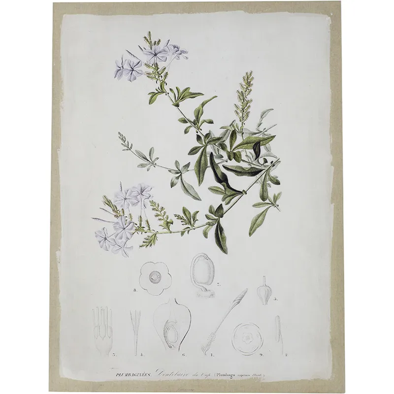 Asrt Floral Canvas Print