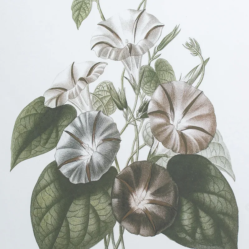 Essence Of Botanical Wall Art