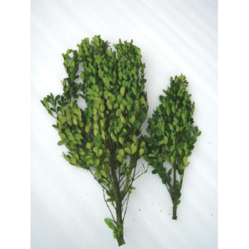 16" Boxwood 0.9Lbs 8B/CTN