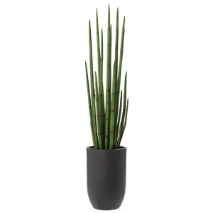 Snake Grass in Cement Planter - Green