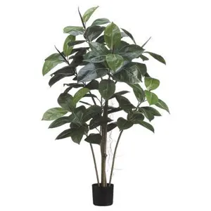 4' Rubber Plant x5 with 84 Leaves in Black Plastic Pot Green