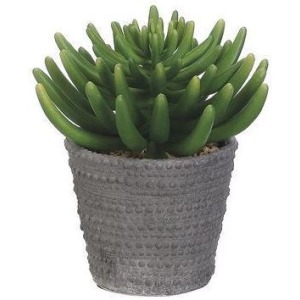 Aeonium In Cement Pot Green