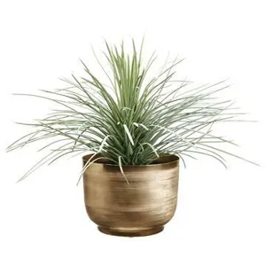 Yucca Plant In Textured Planter
