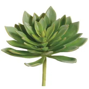 Echeveria Plant  Green