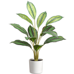 26.5" Calathea Plant in Plastic Pot - Green Variegated