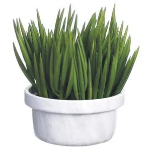 11" Senecio in Terra Cotta Pot Green