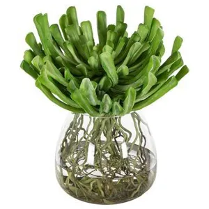 Echeveria w/Roots in Glass Vase - Green