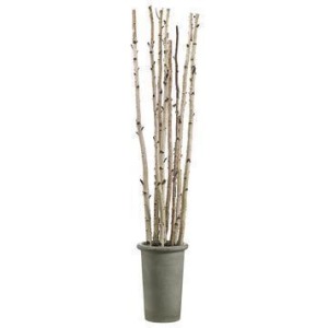 8' Birch Pole in Fiber Cement Container Green