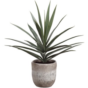 Yucca Plant in Cement Planter