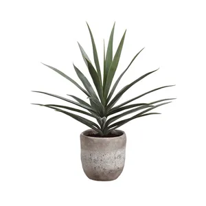 Yucca Plant in Cement Planter