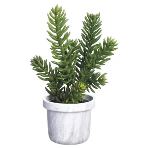 Senecio in Terra Cotta Pot - Green