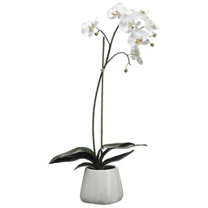 30" Phalaenopsis Plant in Terra Cotta Pot - White