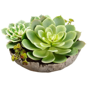 6.5" Succulent Garden in Cement Pot Green