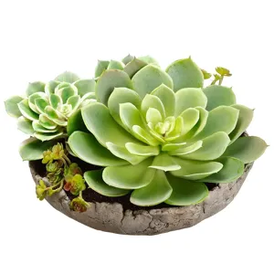 6.5" Succulent Garden in Cement Pot Green