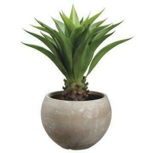 Agave Attenuata In Fiber Clay Planter Green