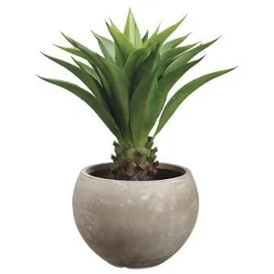 Agave Attenuata In Fiber Clay Planter Green