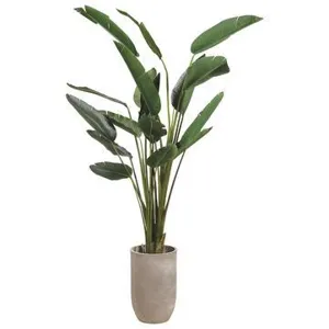 8' Birds of Paradise in Cement Planter Green