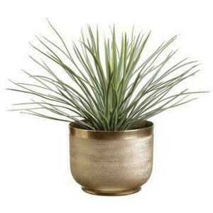 Yucca Plant in Textured Planter - Green Gray