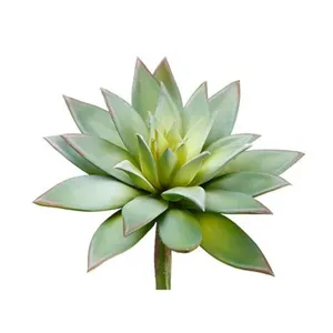 Echeveria Pick Green Gray