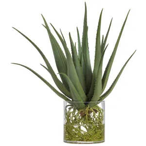 Agave w/Roots in Glass Vase Green