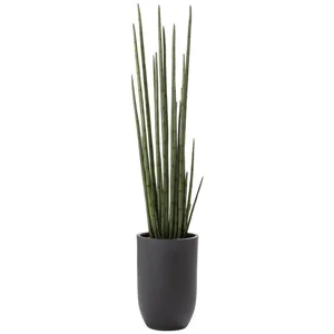Snake Grass in Cement Planter - Green