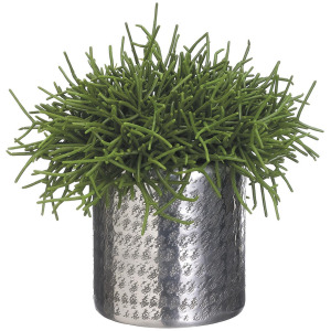 Pencil Cactus In Aluminum Planter
