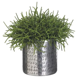 Pencil Cactus In Aluminum Planter