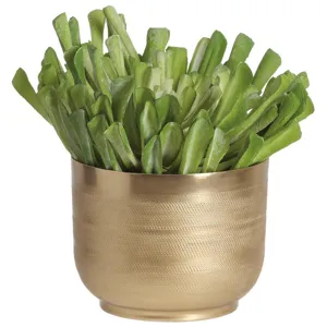 Echeveria in Textured Metal Pot Green