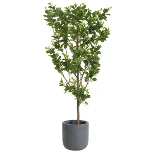 Microcarpa Tree in Clay Planter Green