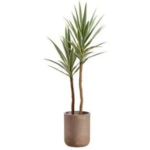 56" Yucca Tree in Cement Pot  Green