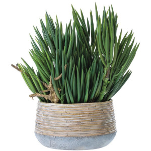 Senecio/Wood in Cement Planter - Green
