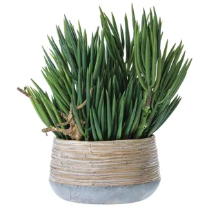Senecio/Wood in Cement Planter - Green