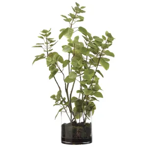 Cotinus Plant /Soil In Glass Vase Green