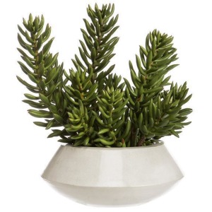 Senecio in Planter Green