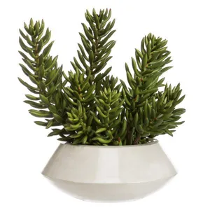 Senecio in Planter Green