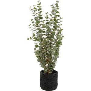 Eucalyptus in Planter