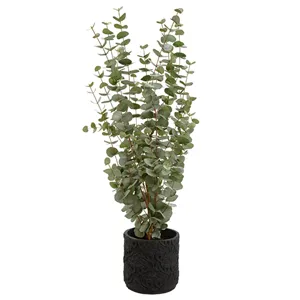 Eucalyptus in Planter