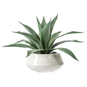 Agave in Pot Green