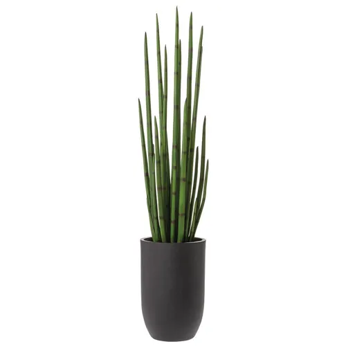 Snake Grass in Cement Planter - Green