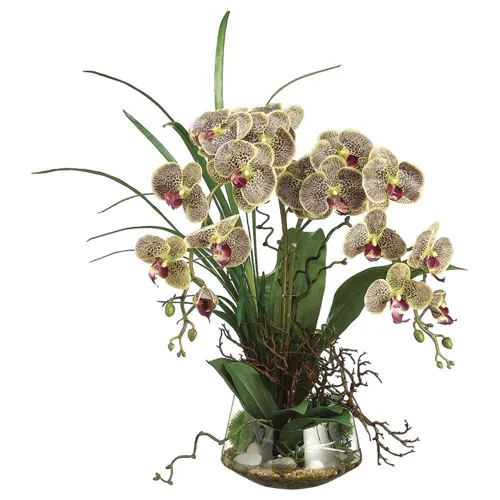 Phalaenopsis Orchid/Twig in Glass Vase - Burgundy Green