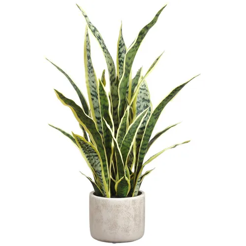 28" Sansevieria Plant in Cement Pot - Variegated