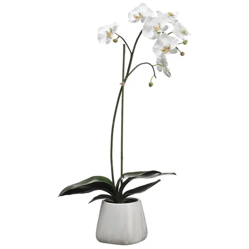30" Phalaenopsis Plant in Terra Cotta Pot - White