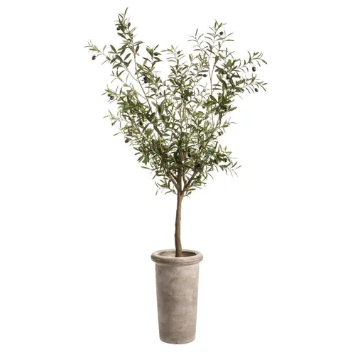 72"H Olive Tree in Cement Planter Green