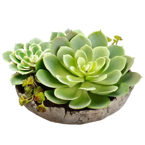 6.5" Succulent Garden in Cement Pot Green