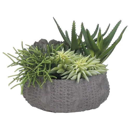 Succulents In Clay Pot - Green